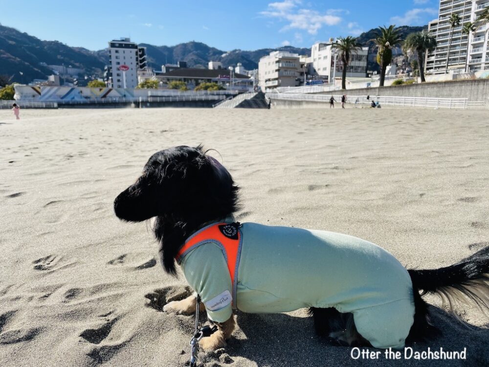 Blog Header image_犬と旅行_犬連れ旅行_hizuoka_atami_熱海サンビーチ_202112_オッター_砂堀の後